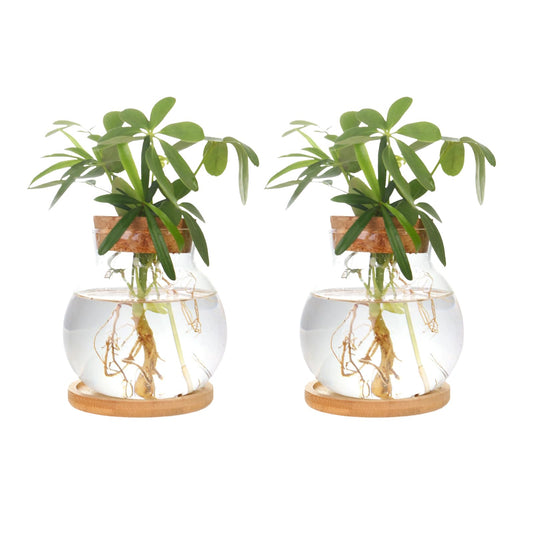 Plant Propagation StationHydroponic Glass Container Vase Jars with Wooden Saucer for Desks Houses Garden Decorations Home Kitchen Decorations and Gifts for Plant Lovers (2)