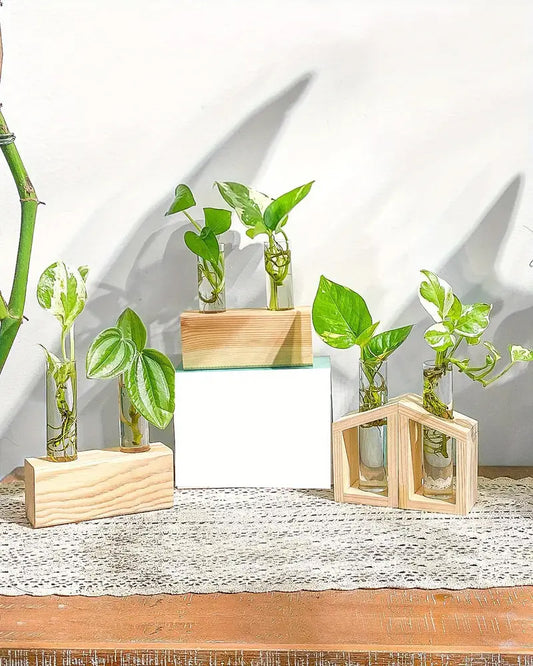 2pcs Glass Tube Plant Propagation Station with Wooden Stand